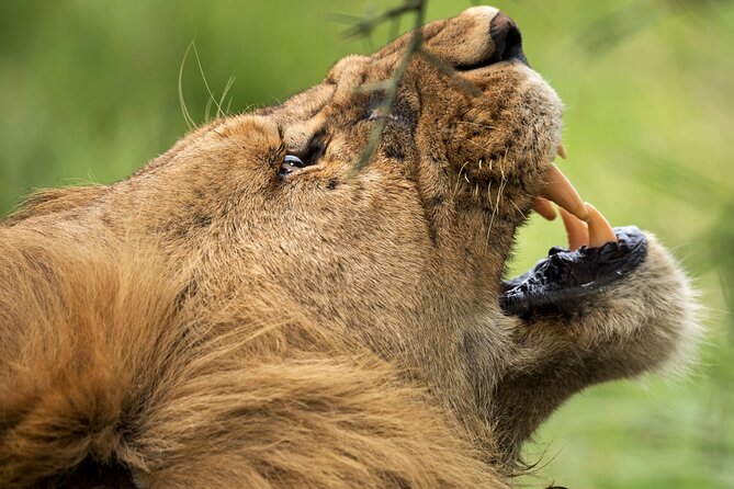 3 Days Luxury Lodge Safari in Tanzania - Diverse Wildlife Encounters