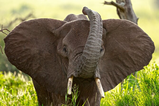 3 Days Luxury Lodge Safari in Tanzania - Transportation and Logistics