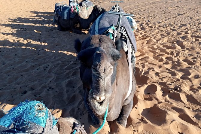 3 Days Luxury Private Desert Tour From Fez to Marrakech - Overnight in Luxury Desert Camp