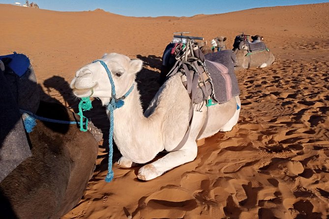 3 Days Luxury Private Desert Tour From Fez to Marrakech - Arrival in Marrakech