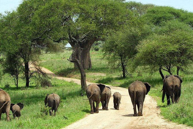 3 Days Luxury Safari Tour in Tanzania - Guide Information