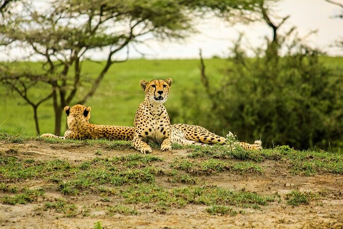 3 Days Luxury Safari Tour in Tanzania - Traveler Considerations