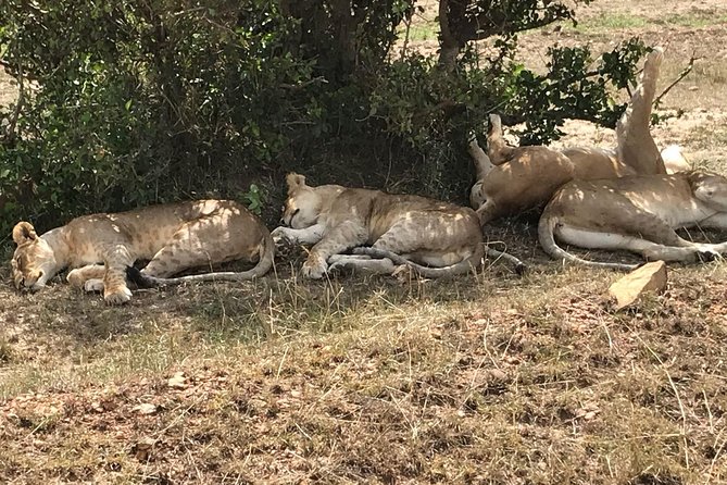 3 Days Maasai Mara Budget Group Safari - Inclusions and Exclusions