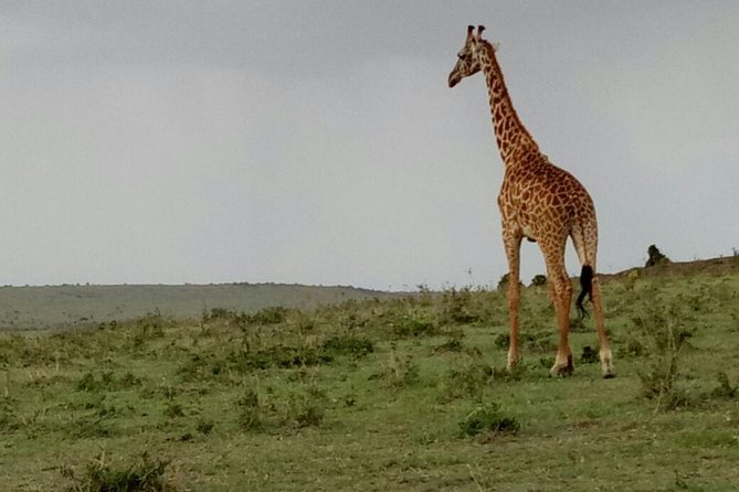 3 Days Maasai Mara Budget Group Safari - Pickup Information