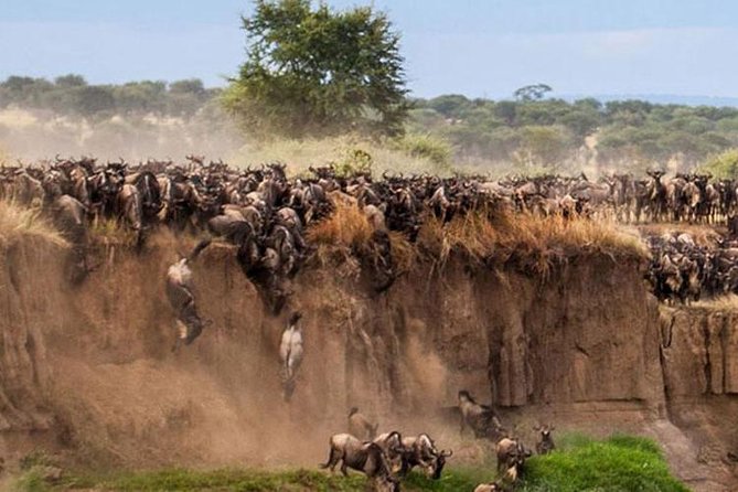 3 Days Maasai Mara Guided Safari From Nairobi - Tour Guide and Transport