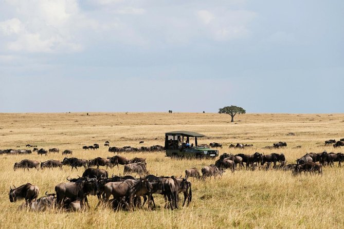 3 Days Maasai Mara Guided Safari From Nairobi - Accessibility and Recommendations