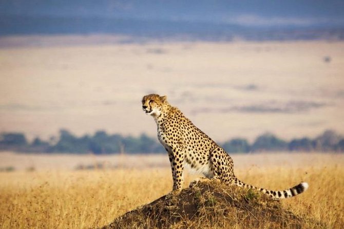 3 Days Maasai Mara Luxury Safari - What to Expect