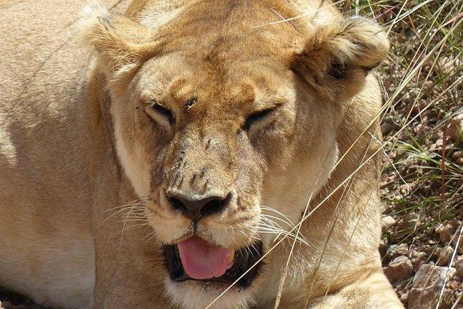 3 Days Maasai Mara Private Lodge Safari at Keekorok From Nairobi - Pickup Information