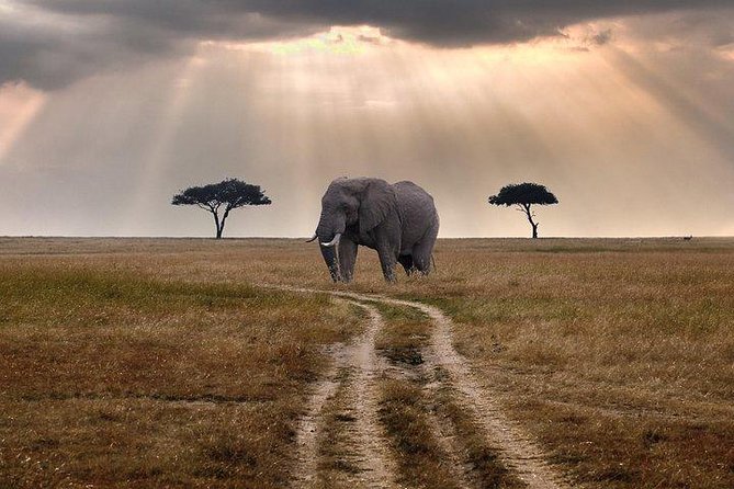 3 Days Maasai Mara Private Lodge Safari at Keekorok From Nairobi - Traveler Reviews and Ratings