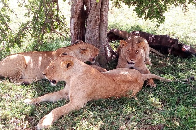 3 Days Maasai Mara Safari From Nairobi - About Your Stay