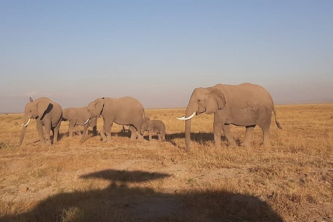 3-Days Maasai Mara Unforgettable Adventure- Jeep Private Safari - Health and Accessibility
