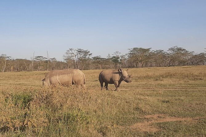3-Days Maasai Mara Unforgettable Adventure- Jeep Private Safari - Day 2: Maasai Mara Safari