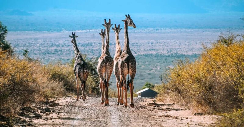 3 Days Madikwe Safari From Johannesburg - Key Points