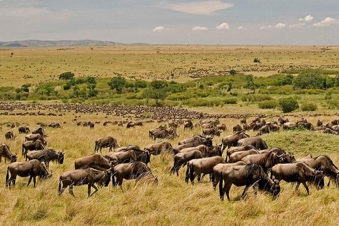 3 Days Mara Jambo Shared Safari Adventure - Accommodation and Meals