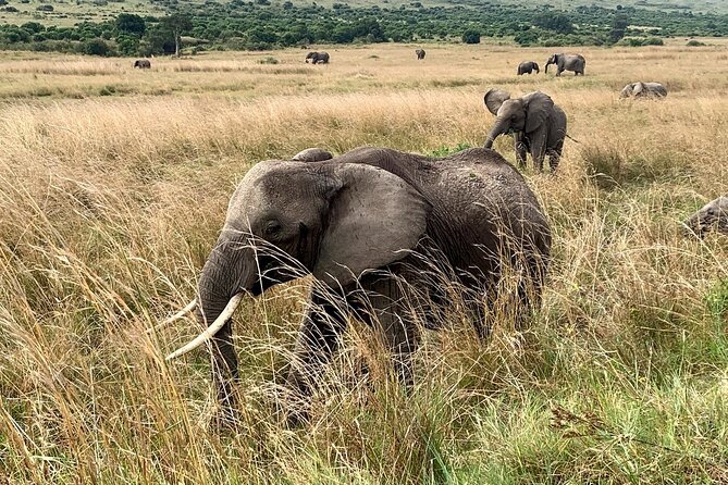 3 Days Mara Jambo Shared Safari Adventure - Group Size and Inclusions