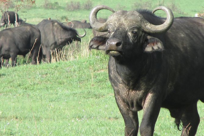 3 Days Masai Mara - Traveler Information