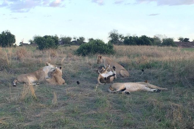 3 Days Masai Mara - Customer Experiences