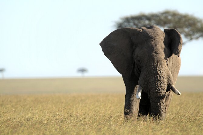 3-Days Masai Mara 4 X 4 Safari From Nairobi - Physical Fitness Requirement