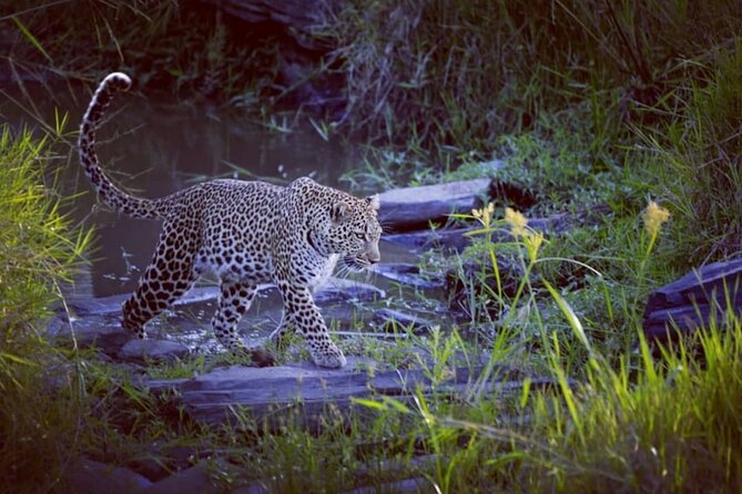 3-Days Masai Mara 4 X 4 Safari From Nairobi - Private Tour Experience