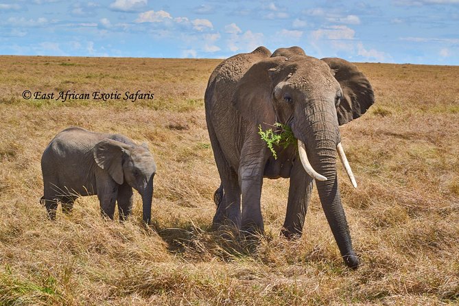 3 Days Masai Mara Budget Safari - Additional Details
