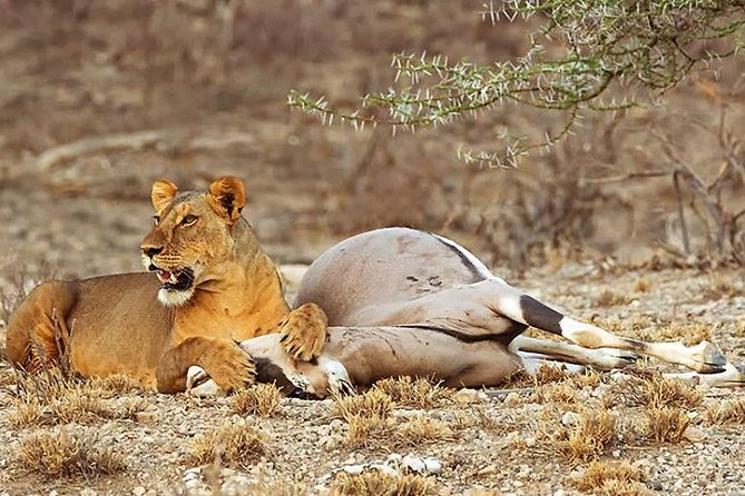 3 Days Masai Mara Budget Safari - Safari Reviews and Pricing