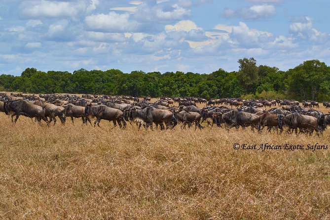 3 Days Masai Mara Budget Safari - About the Operator