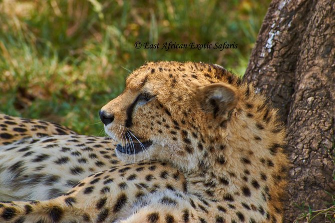 3 Days Masai Mara Budget Safari - Safari Itinerary