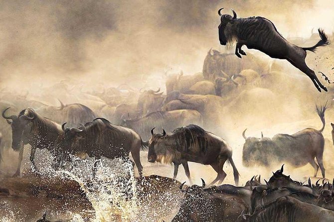 3 Days Masai Mara Budget Safari - Safari Highlights