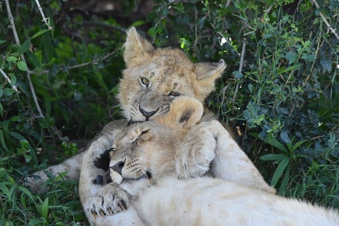 3 Days Masai Mara Camping Safari - Pickup Information