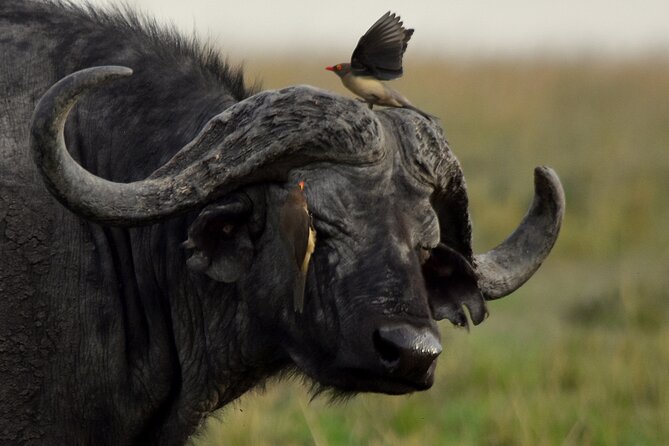 3 Days Masai Mara Camping Safari - Accommodation and Amenities