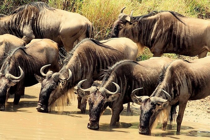 3 Days Masai Mara Camping Safari - Pickup Information