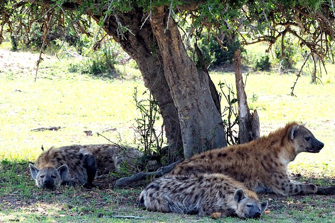 3 Days Masai Mara Camping Safari - Masai Mara Highlights