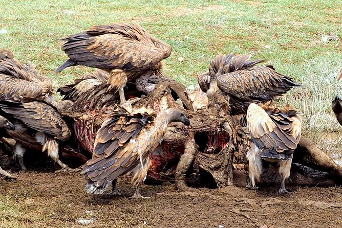 3 Days Masai Mara Camping Safari - Camping Experience