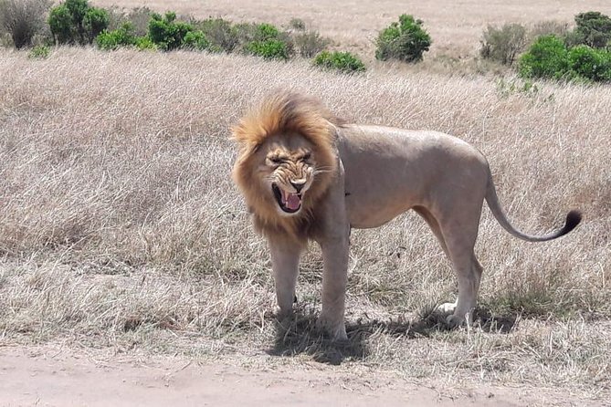 3 Days Masai Mara Experience - Wildlife Viewing Opportunities