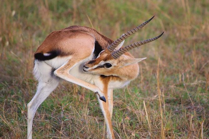3 Days Masai Mara Flight Safari - Booking Process