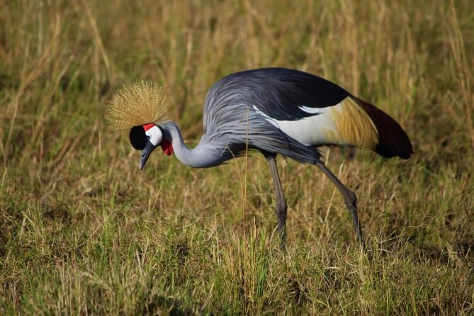 3 Days Masai Mara Flight Safari - Accessibility and Mobility