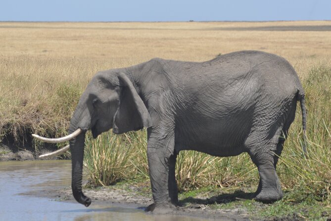 3-Days Masai Mara Rhythms Safari - Key Points