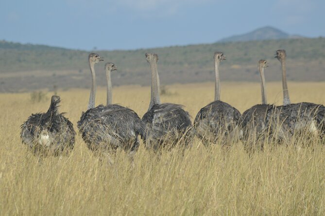 3-Days Masai Mara Rhythms Safari - Pricing and Cancellation