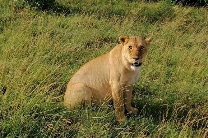 3 Days Masai Mara Safari Group Joining (Daily Departures) - Highlights
