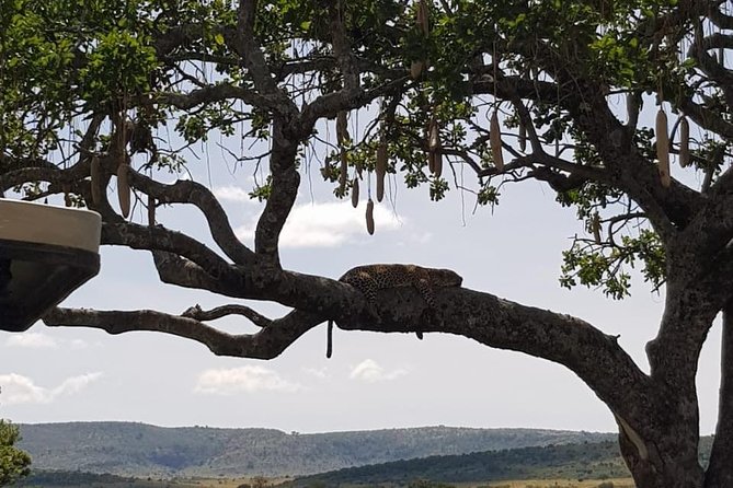 3 Days Masai Mara Safari Group Joining (Daily Departures) - Pickup Radius