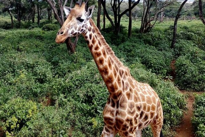 3 Days Masai Mara Safari Group Joining (Daily Departures) - Additional Information