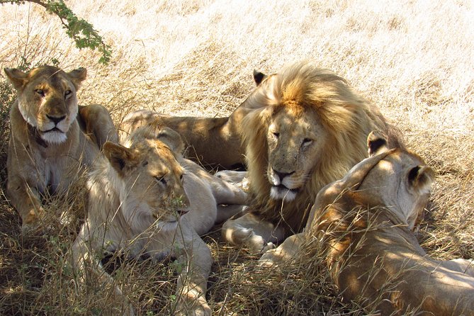 3 Days Masai Mara Tented Camp & Transport 4 X 4 Jeep - Accommodations at the Tented Camp