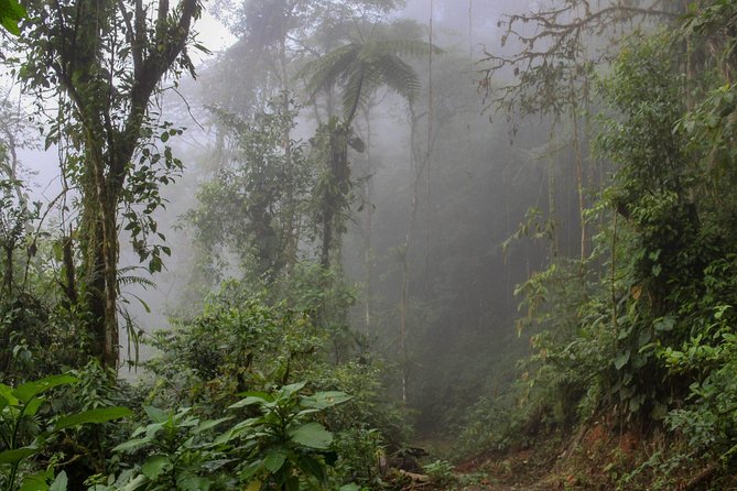 3 Days Mashpi Cloud Forest - Key Points