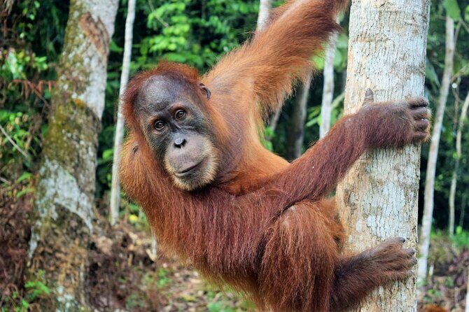 3 days Medan Orangutan Bukit Lawang - Key Points
