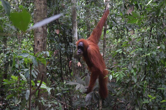 3 days Medan Orangutan Bukit Lawang - What Makes This Tour Stand Out