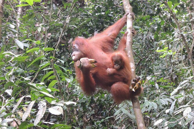 3 days Medan Orangutan Bukit Lawang - Authentic Feedback from Travelers