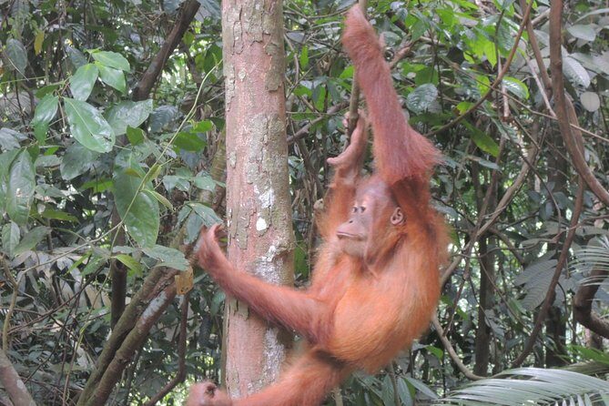 3 days Medan Orangutan Bukit Lawang - The Sum Up: Who Should Consider This Tour?