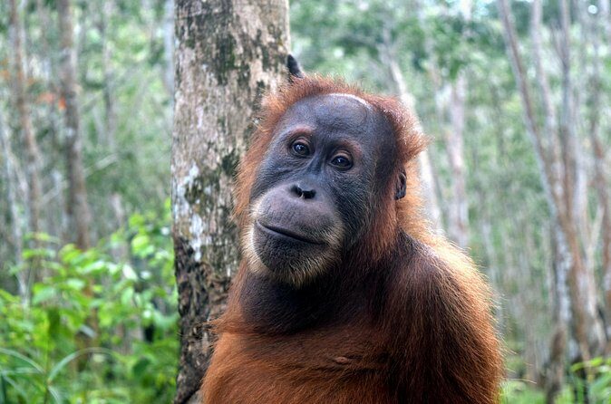 3 days Medan Orangutan Bukit Lawang - FAQs