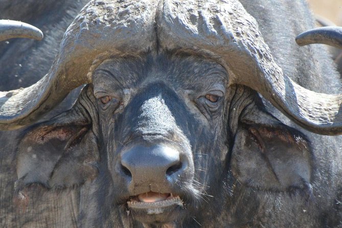 3 Days Mikumi National Park From Zanzibar or Dar Es Salaam - Key Points