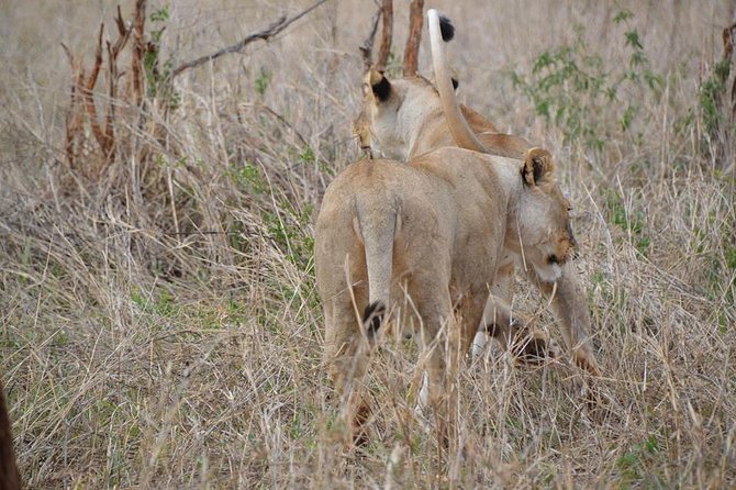 3 Days Mikumi National Park From Zanzibar or Dar Es Salaam - Tour Schedule and Confirmation
